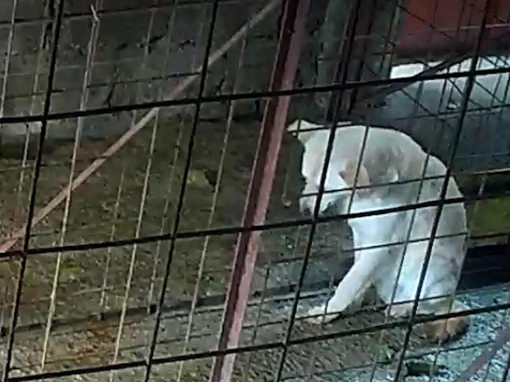 Scandalul „padocului groazei” din Suraia. Sute de sesizări la ANSVSA și Colegiul Medicilor Veterinari