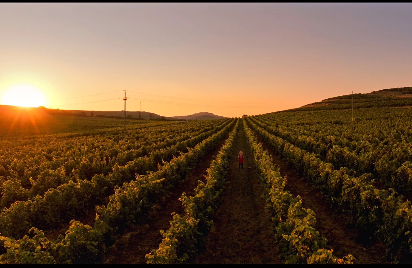 Plantație de vița-de-vie, sursa foto: cotnari.ro