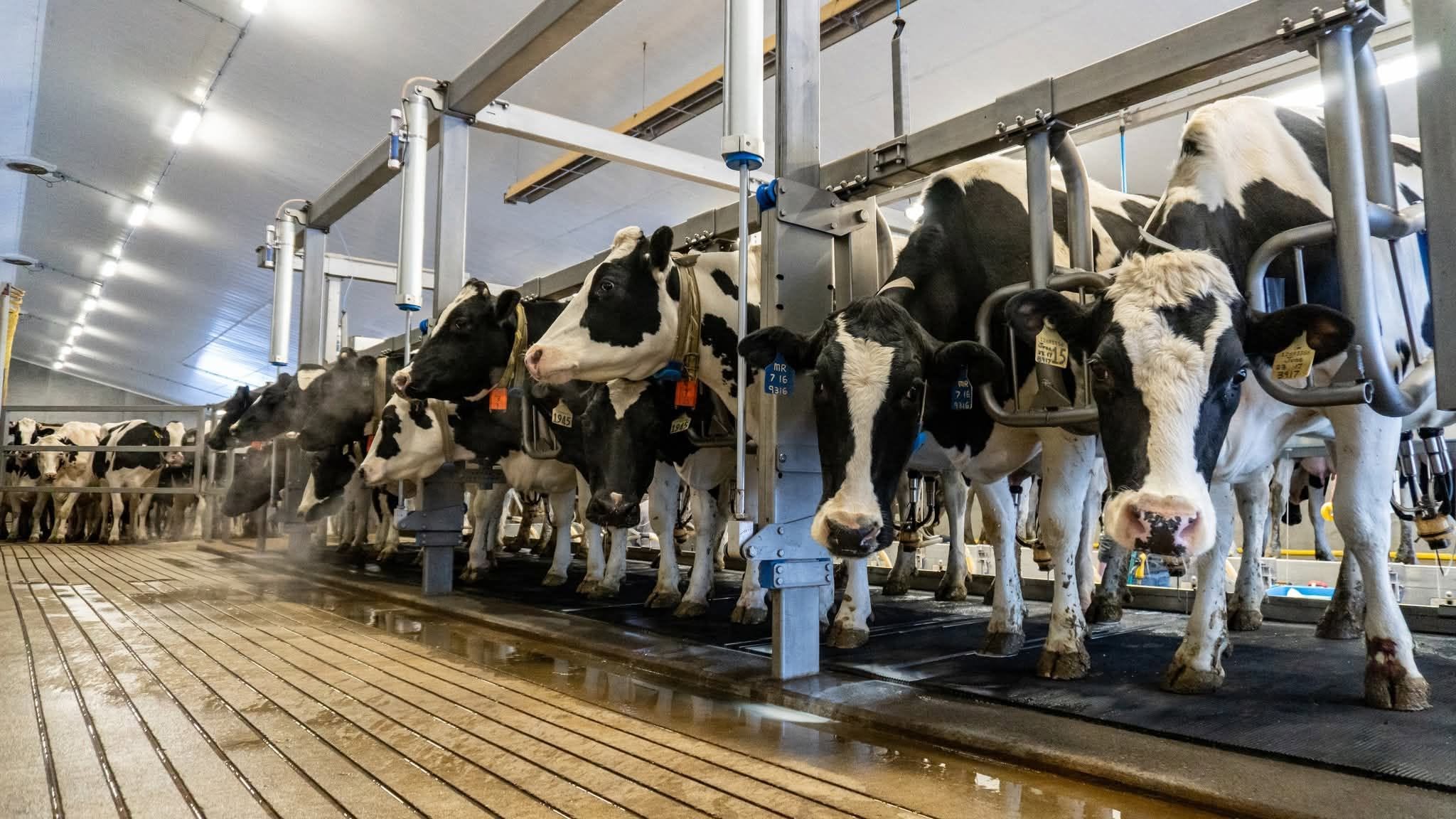 Problemele din industria laptelui, explicate prin 10 cifre-cheie